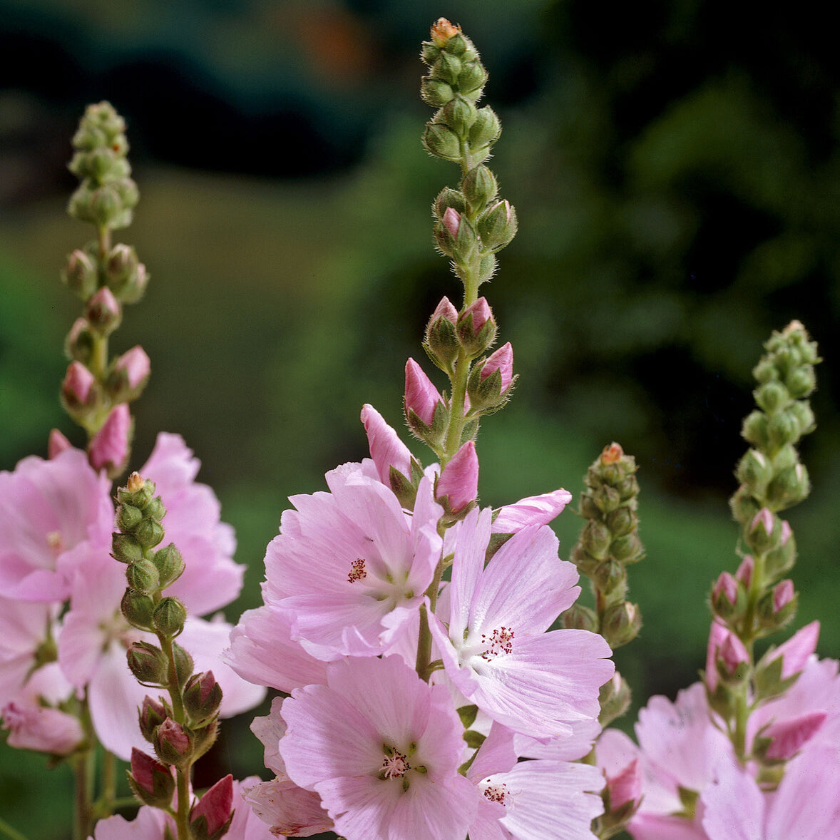 Sidalcea malviflora Elsie Heugh