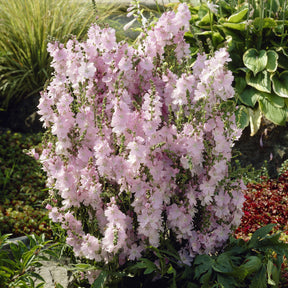 Sidalcea malviflora Elsie Heugh