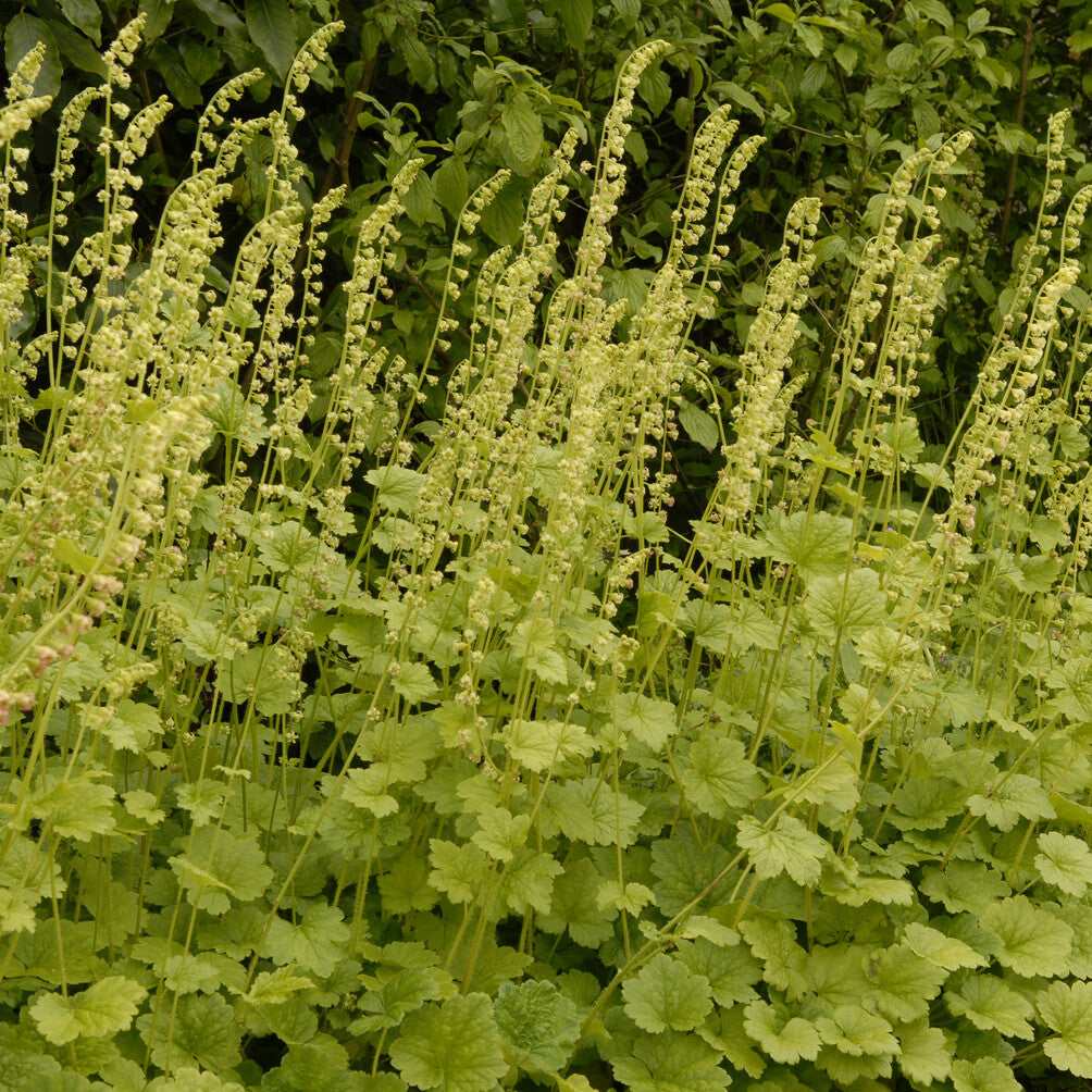 3 Tellime à grandes fleurs - Tellima grandiflora - Willemse