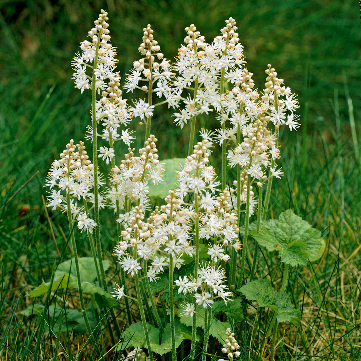 3 Tiarelle cordifoliée