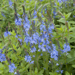 Véronique d'Autriche Royal Blue