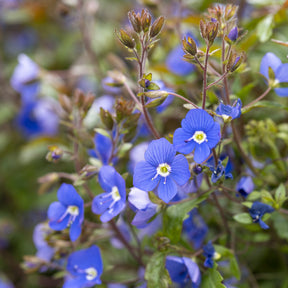 Véronique rampante Georgia Blue