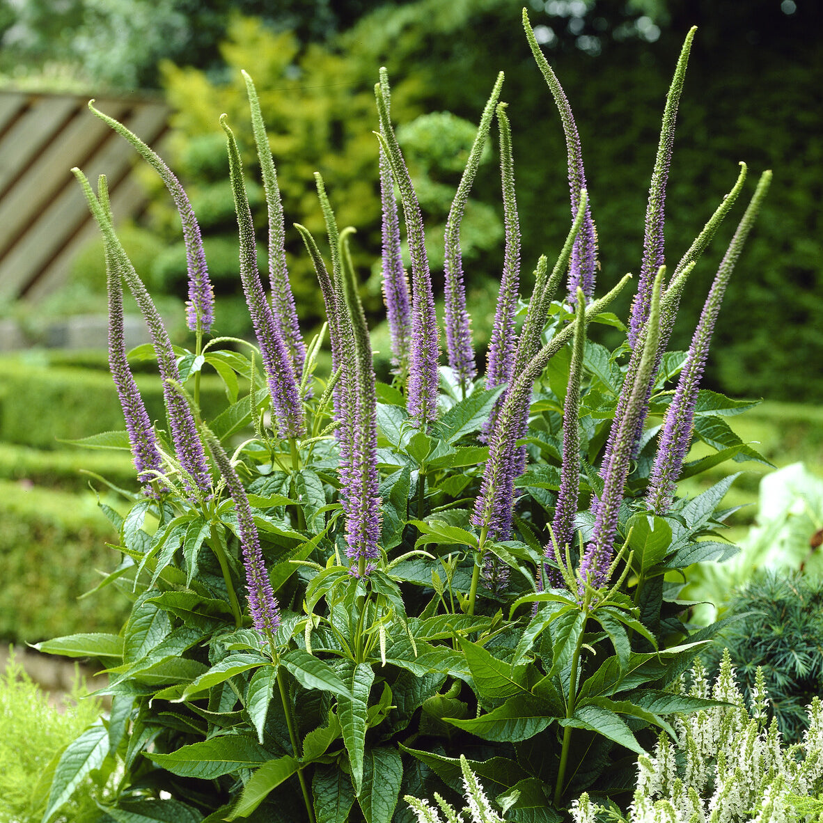 Véronique de Virginie Apollo - Veronicastrum virginicum Apollo - Willemse