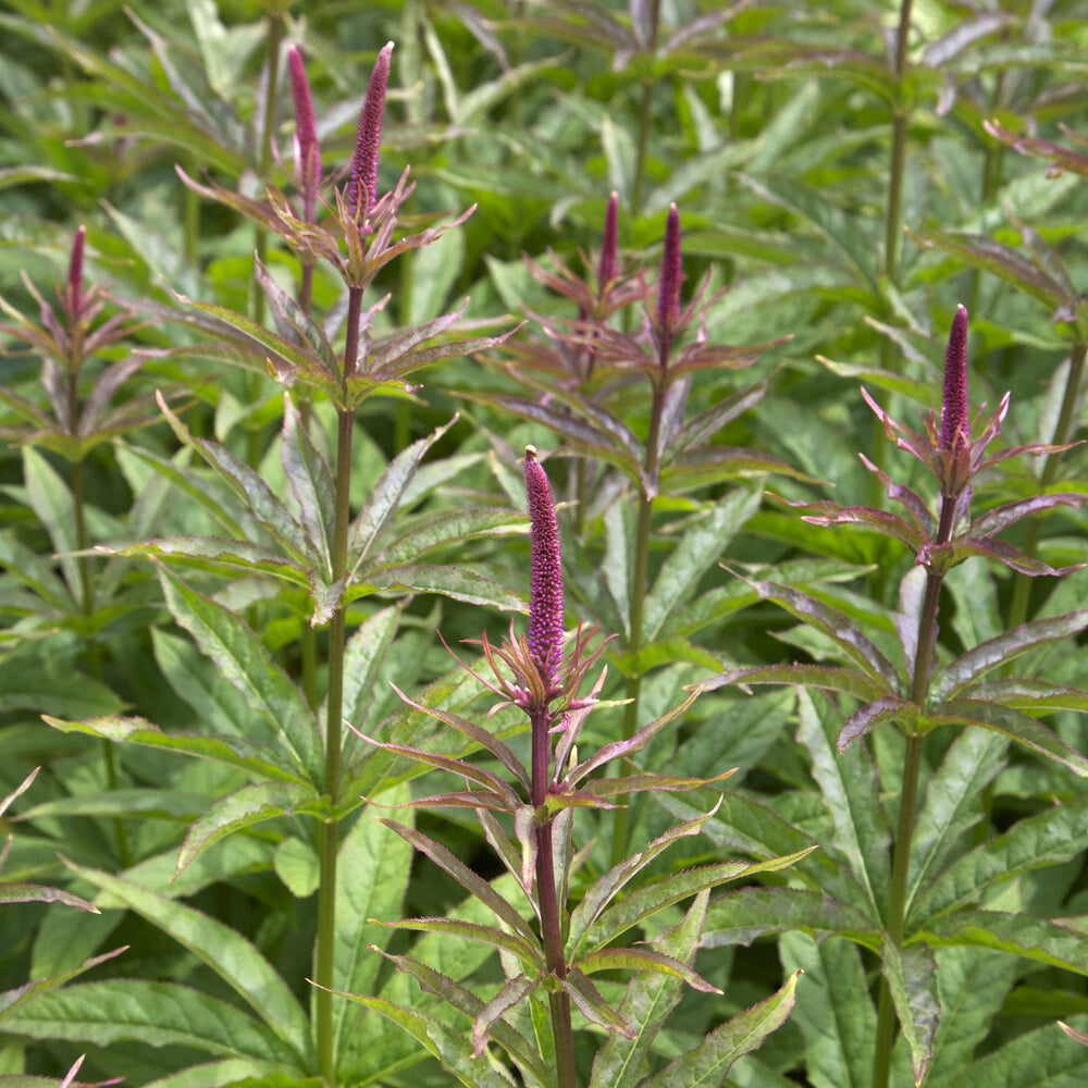 Véronique de Virginie Red Arrows - Veronicastrum virginicum Red Arrows - Willemse