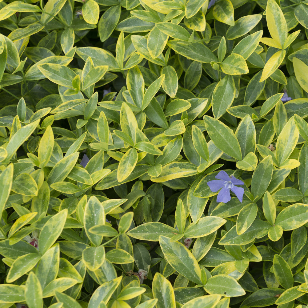 3 Petites pervenches Aureovariegata