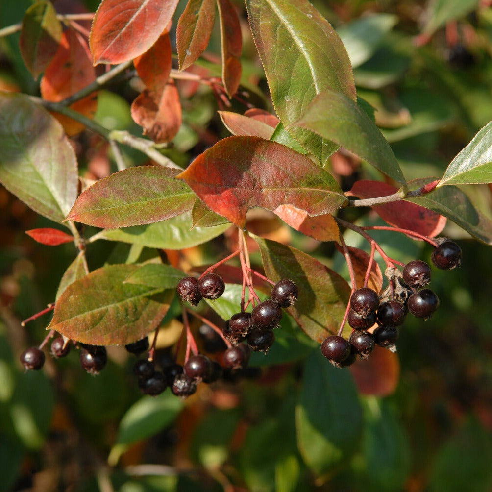 Aronia prunifolia Nero - Aronia prunifolia 'nero' - Plantes