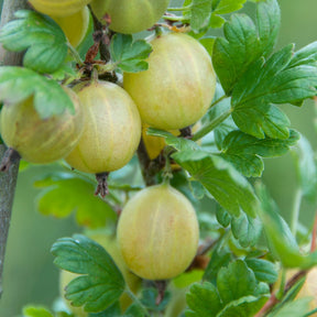 Groseillier à maquereau Hinnonmäki Vert - Ribes uva-crispa 'hinnonmäki grün' - Plantes