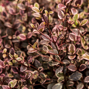 Lophomyrtus ralphii Little Star - Lophomyrtus x ralphii 'little star' - Plantes