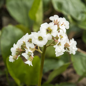 Bergénia Bressingham White