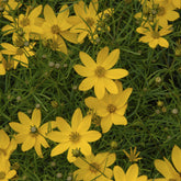 3 Coreopsis verticillé Zagreb