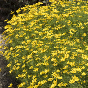 3 Coreopsis verticillé Zagreb