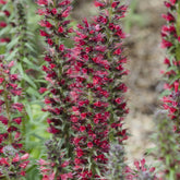 Echium amoenum Red Feathers