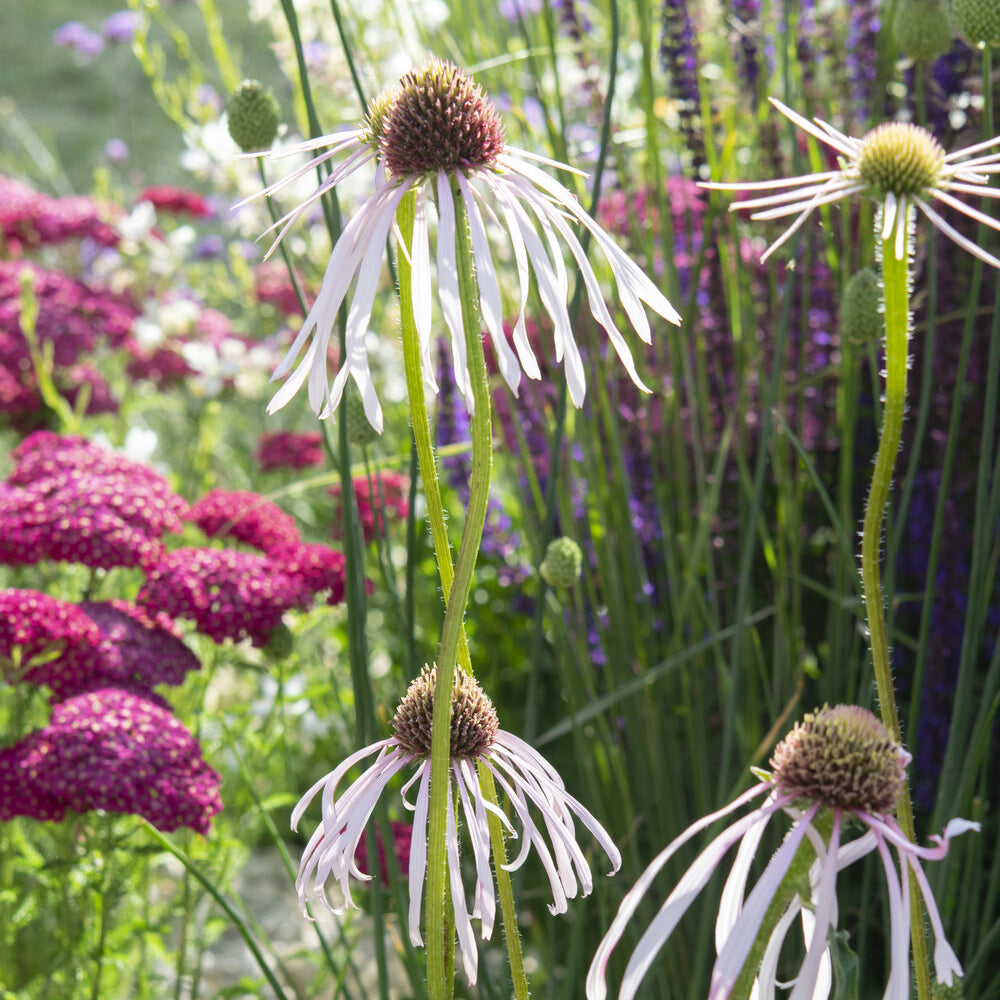 Rudbeckia pâle Hula Dancer - Echinacea