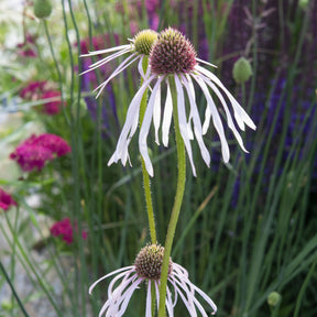 Rudbeckia pâle Hula Dancer - Echinacea