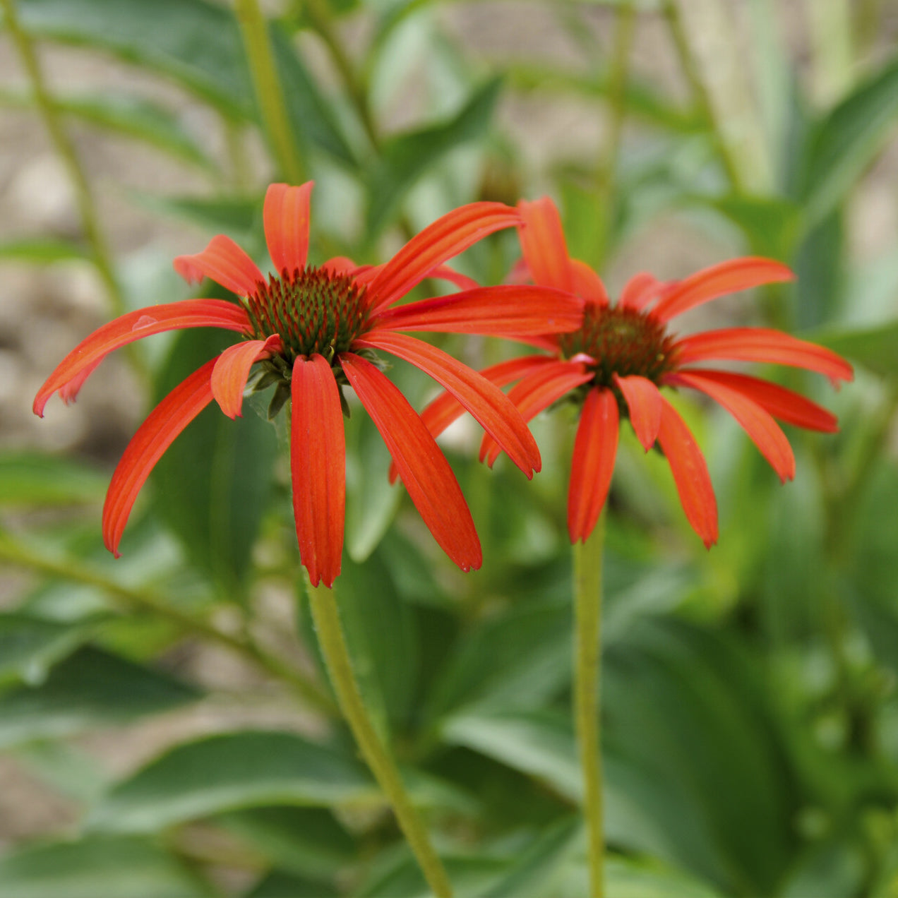 Rudbeckia pourpre Tomato Soup - Echinacea