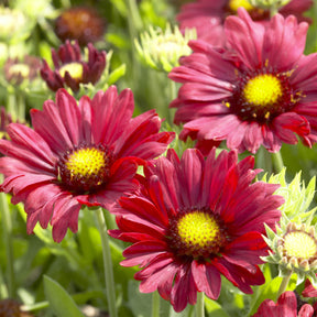 3 Gaillardes Bourgogne