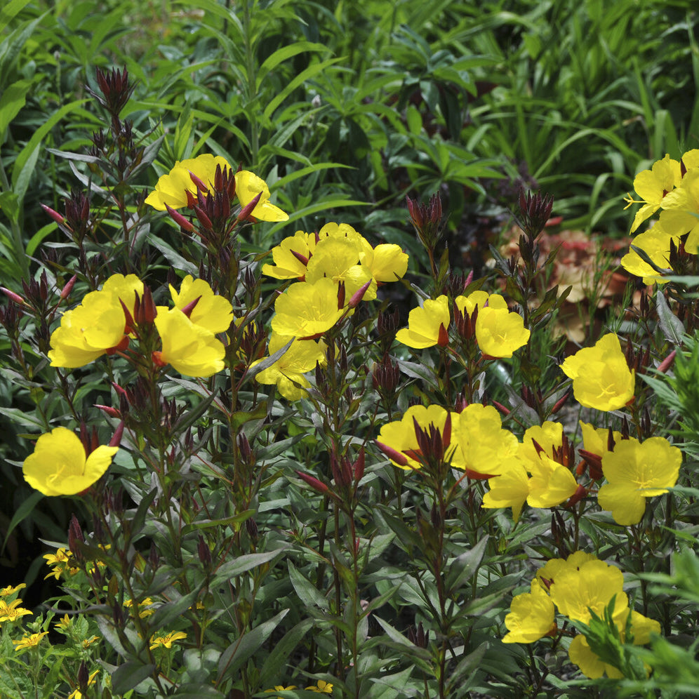 3 OenothèreS Sonnenwende - Onagre - Oenothera fruticosa Sonnenwende - Willemse