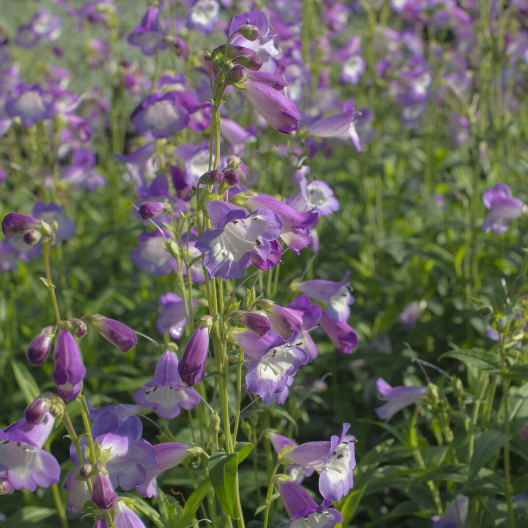 Galane Alice Hindley - Penstemon