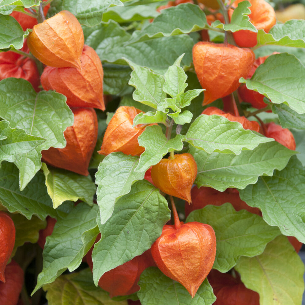 Physalis franchetii - Amour en cage