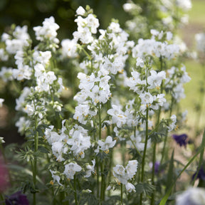 3 Valériane grecque blanche