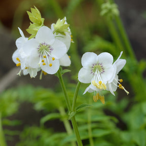 3 Valériane grecque blanche