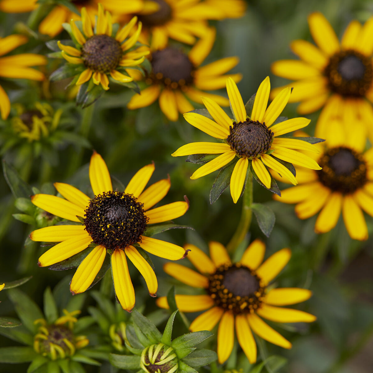 Rudbeckia Little Goldstar