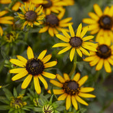 Rudbeckia Little Goldstar