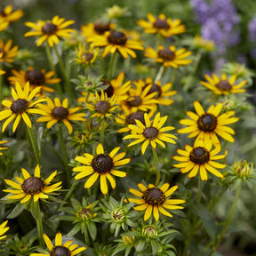 Rudbeckia Little Goldstar