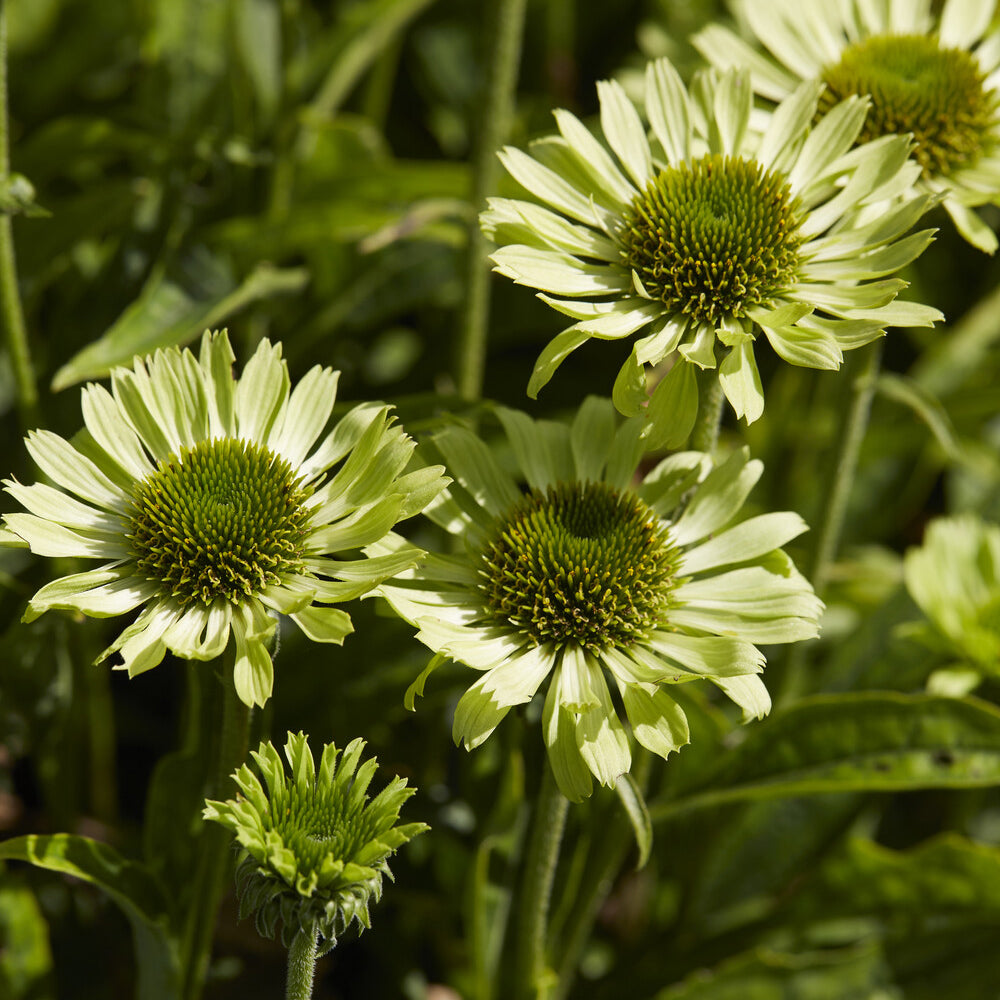 Rudbeckia Little Goldstar