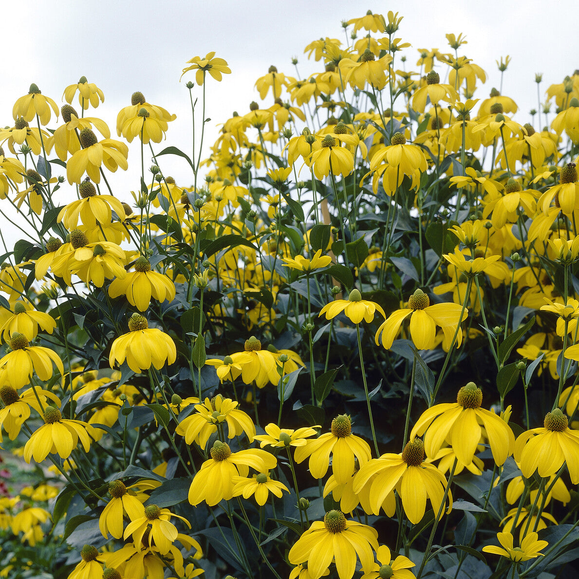 Rudbeckia Herbstsonne