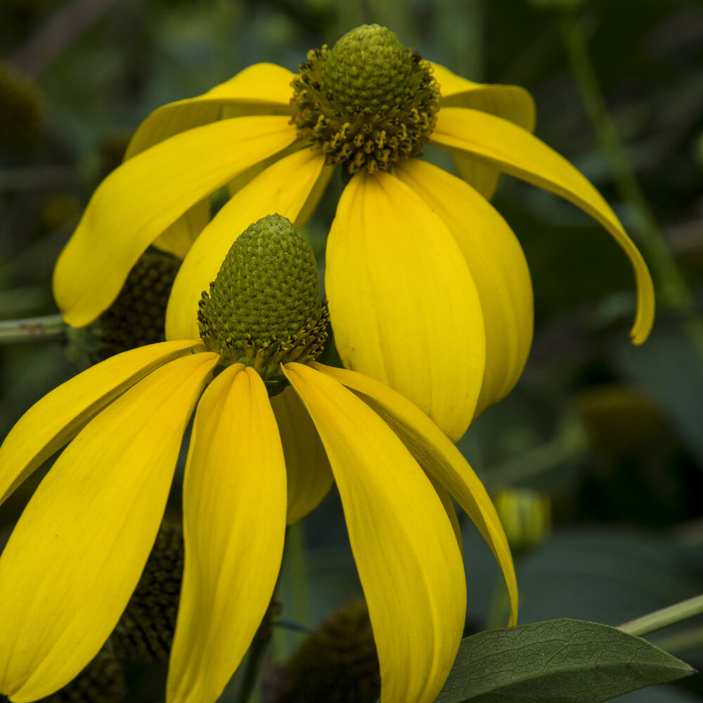 Rudbeckia Herbstsonne