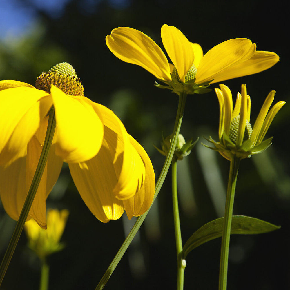 Rudbeckia Herbstsonne