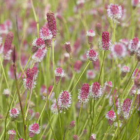 Pimprenelle Pink Tanna - Sanguisorbe