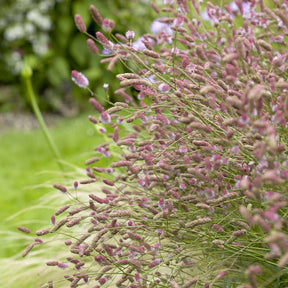 Pimprenelle Pink Tanna - Sanguisorbe