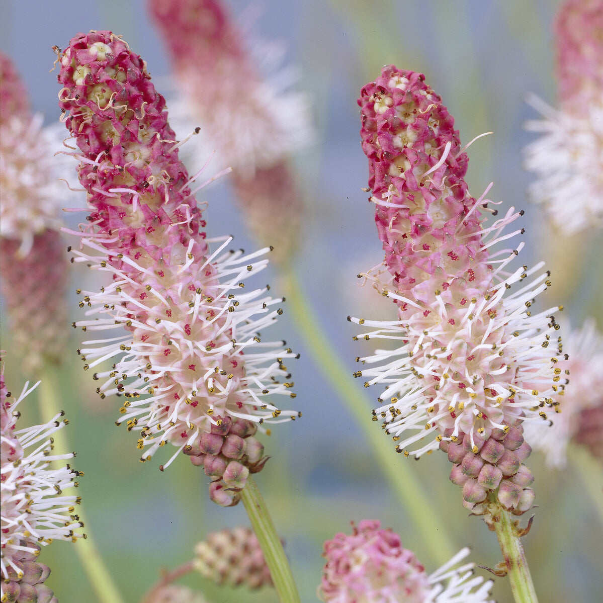 Pimprenelle Pink Tanna - Sanguisorbe