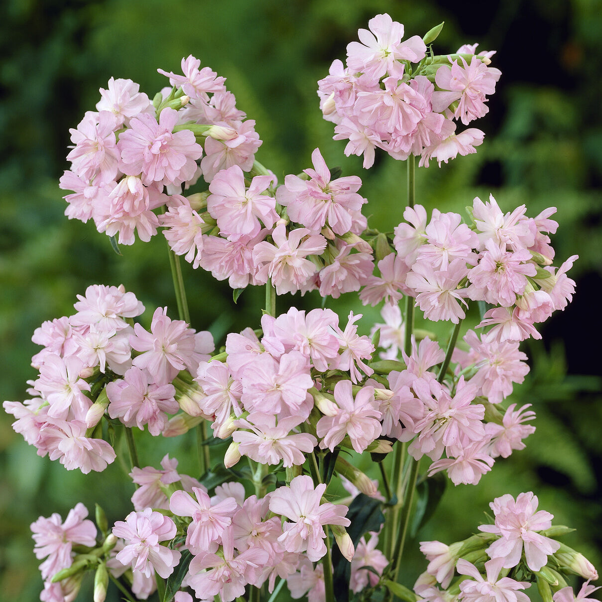 Saponaire officinale rose