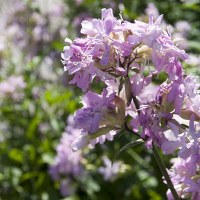 Saponaire officinale rose