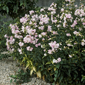 Saponaire officinale rose