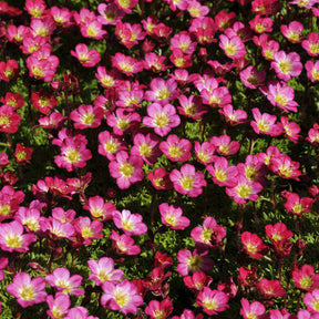 3 Saxifrages mousse Peter Pan