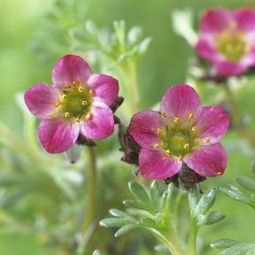 3 Saxifrages mousse Peter Pan