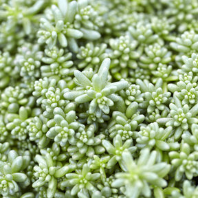 3 Sedum Coral Carpet