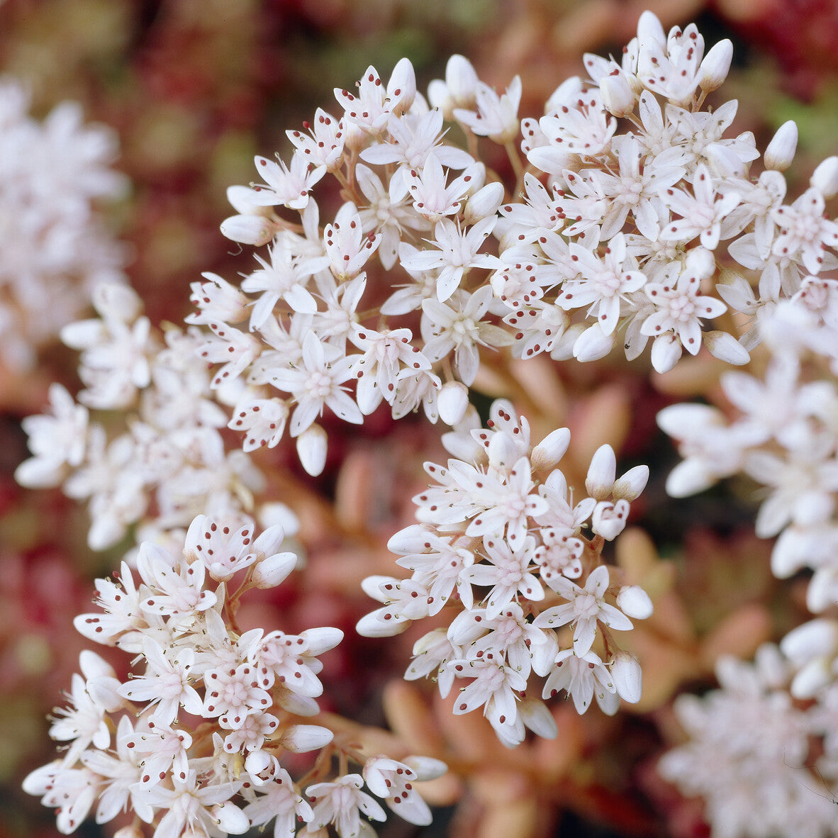 3 Sedum Coral Carpet