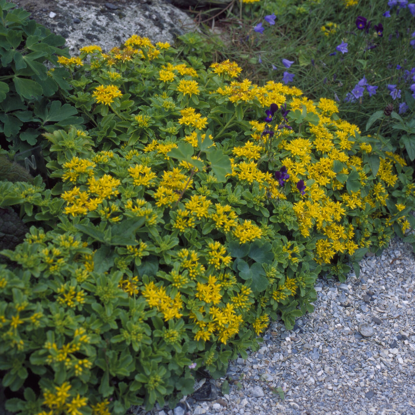 3 Sedum du Kamtschaka