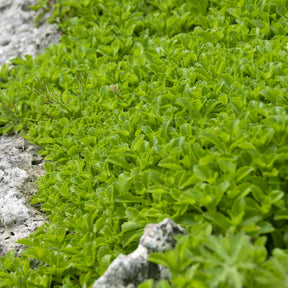 3 Sedum du Kamtschaka