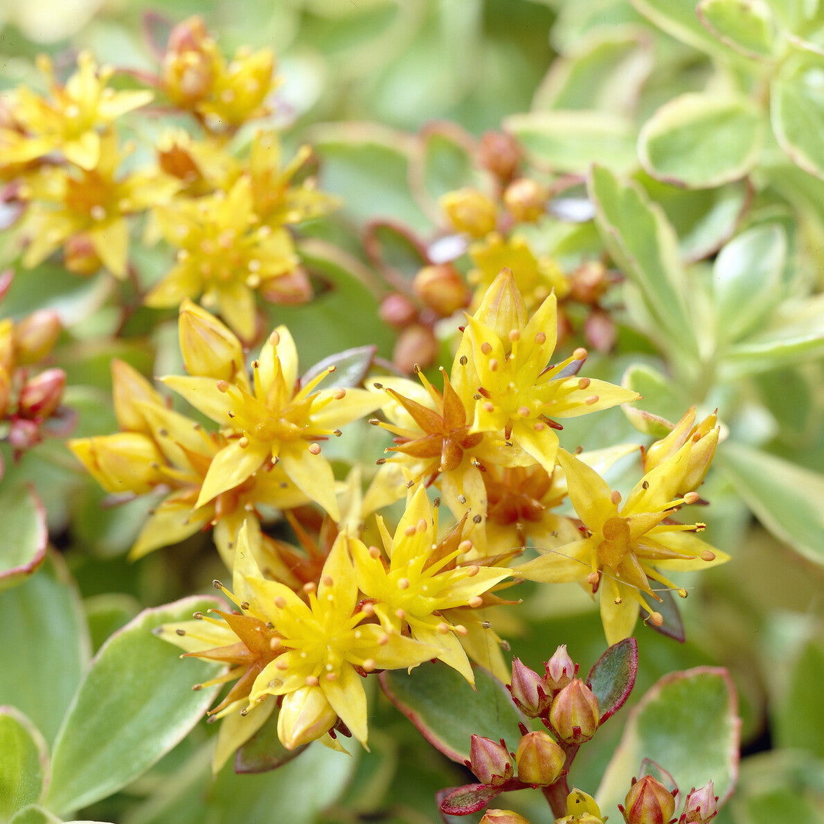 3 Sedum du Kamtschaka panaché