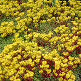 3 Sedum de l'Oregon