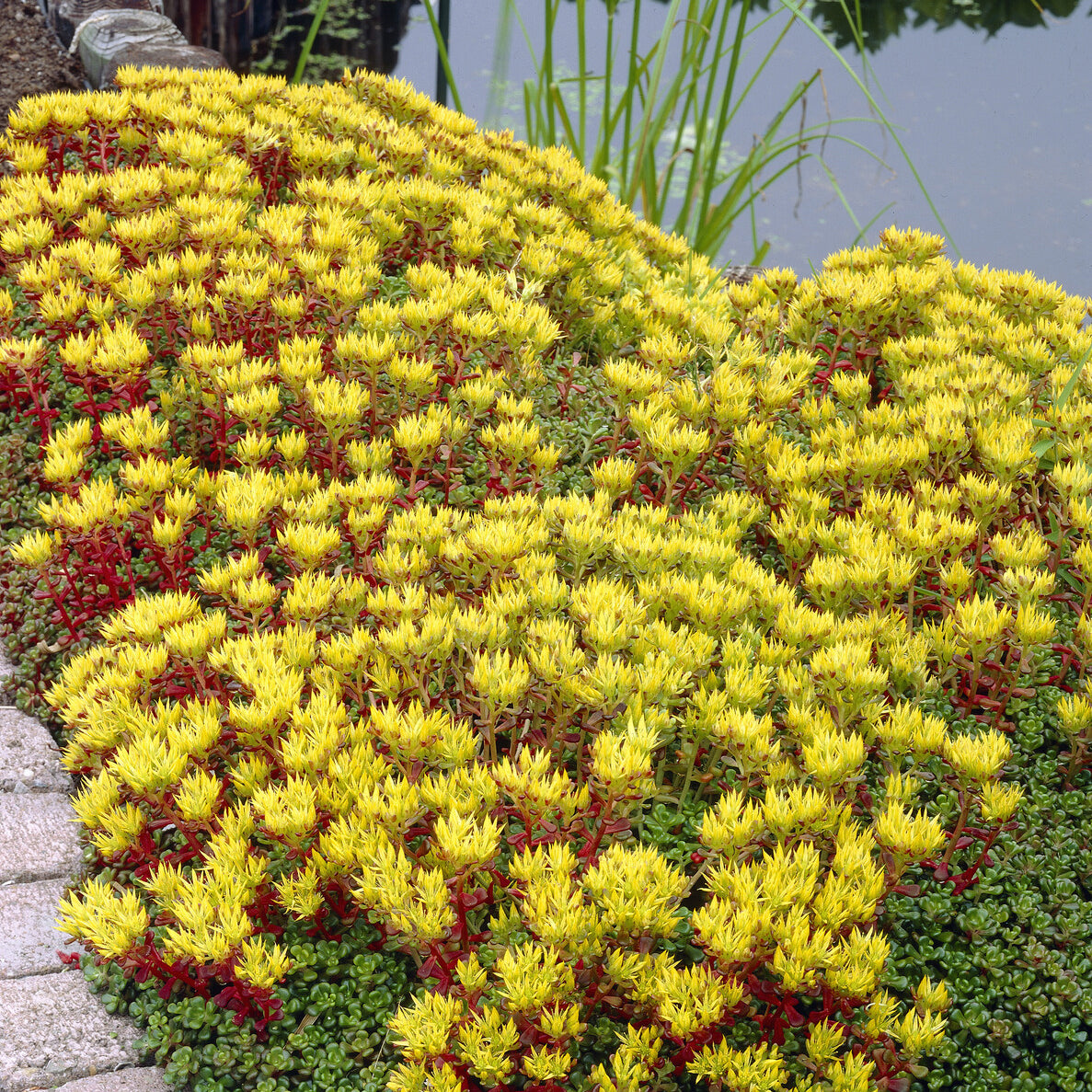 3 Sedum de l'Oregon - Sedum oreganum - Willemse