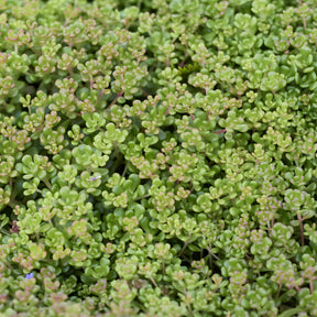 3 Sedum de l'Oregon