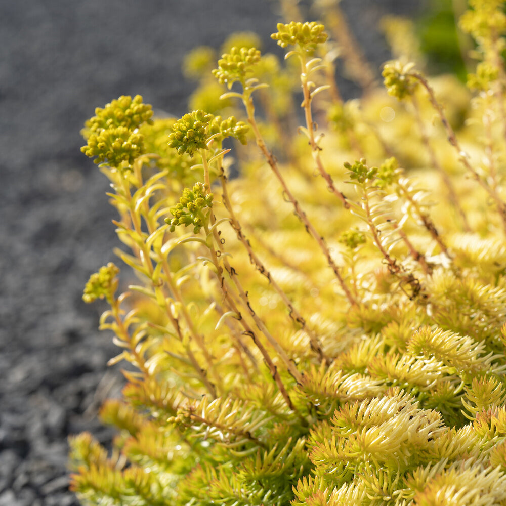 Sedum des rochers Angelina - Willemse