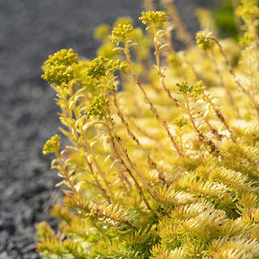 Sedum des rochers Angelina